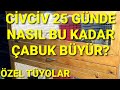 KAYIPSIZ CİVCİV BÜYÜTMEK İSTEYENLER BURAYA! ÖLDÜRMEDEN, SAĞLIKLI VE HIZLI NASIL CİVCİV BAKILIR.