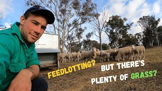 Having A Go At Feedlotting Lambs | But why when we have grass? | Australian Sheep Farming