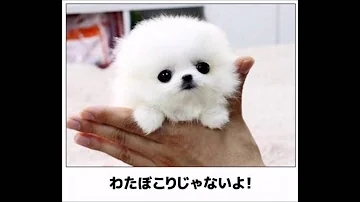 ボケて腹筋崩壊