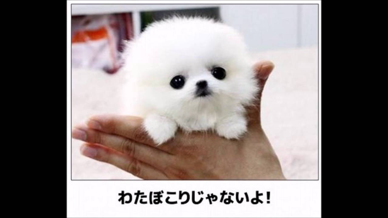 ボケて 最新殿堂入り Bokete Youtube Channel Analytics And Report Powered By Noxinfluencer Mobile