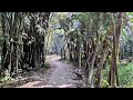 আমাদের গ্রামের সুন্দর প্রাকৃতিক পরিবেশ ❤️🙂