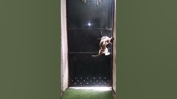 #smartcat #cat #cats #catshorts #catvideos