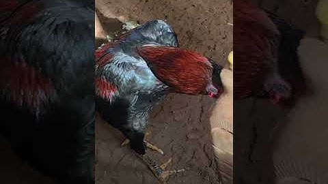 Mus Saib Qaib Pub Qaib 12/4/2025