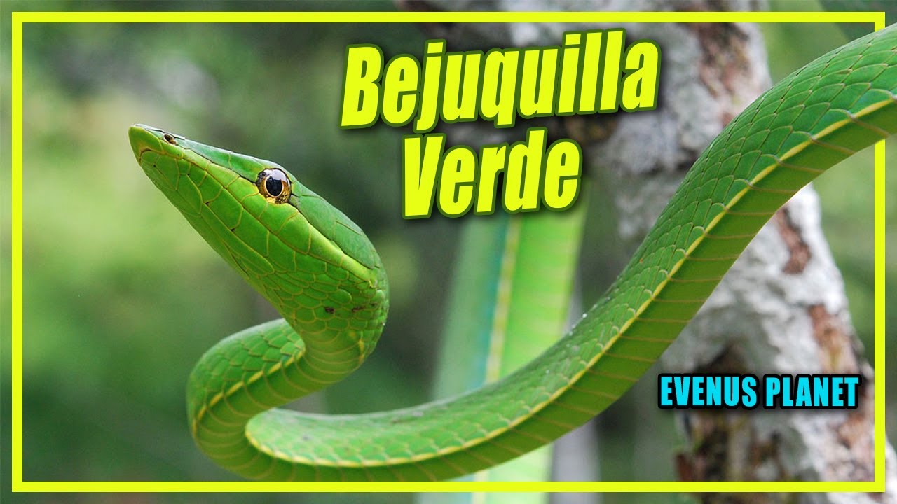 Bejuquilla Verde (Oxybelis fulgidus) - Culebra Arbórea