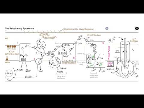 MIT: Ses 12: Respiration: ETOP