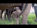A Beautiful Second Meeting with Baby Elephant, Phabeni and the Entire Herd
