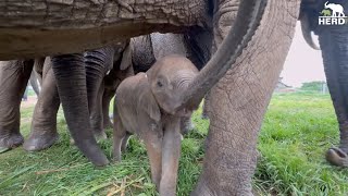 A Beautiful Second Meeting with Baby Elephant, Phabeni and the Entire Herd