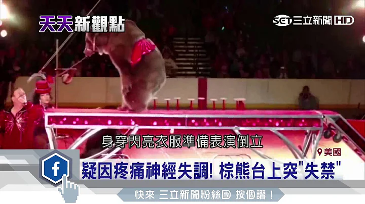 心酸！马戏团棕熊倒立　疑受虐“尿失禁”｜三立新闻台 - 天天要闻