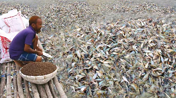 catfish farming in pond I fish feeding