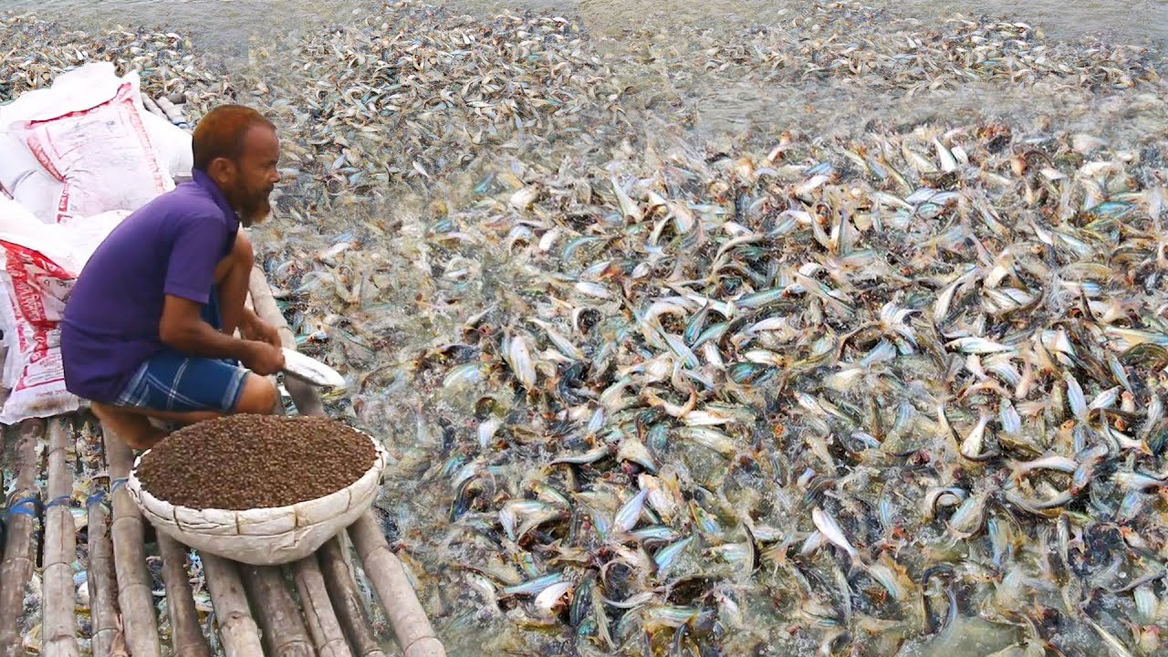 catfish farming in pond I fish feeding YouTube