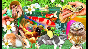 Con Vịt Con Cá, Bắt Các Con Vật Siêu Dễ Thương, Con Bò, Con Mèo, Con Voi, Con Cá Koi, Con Thỏ, Cua 🐥