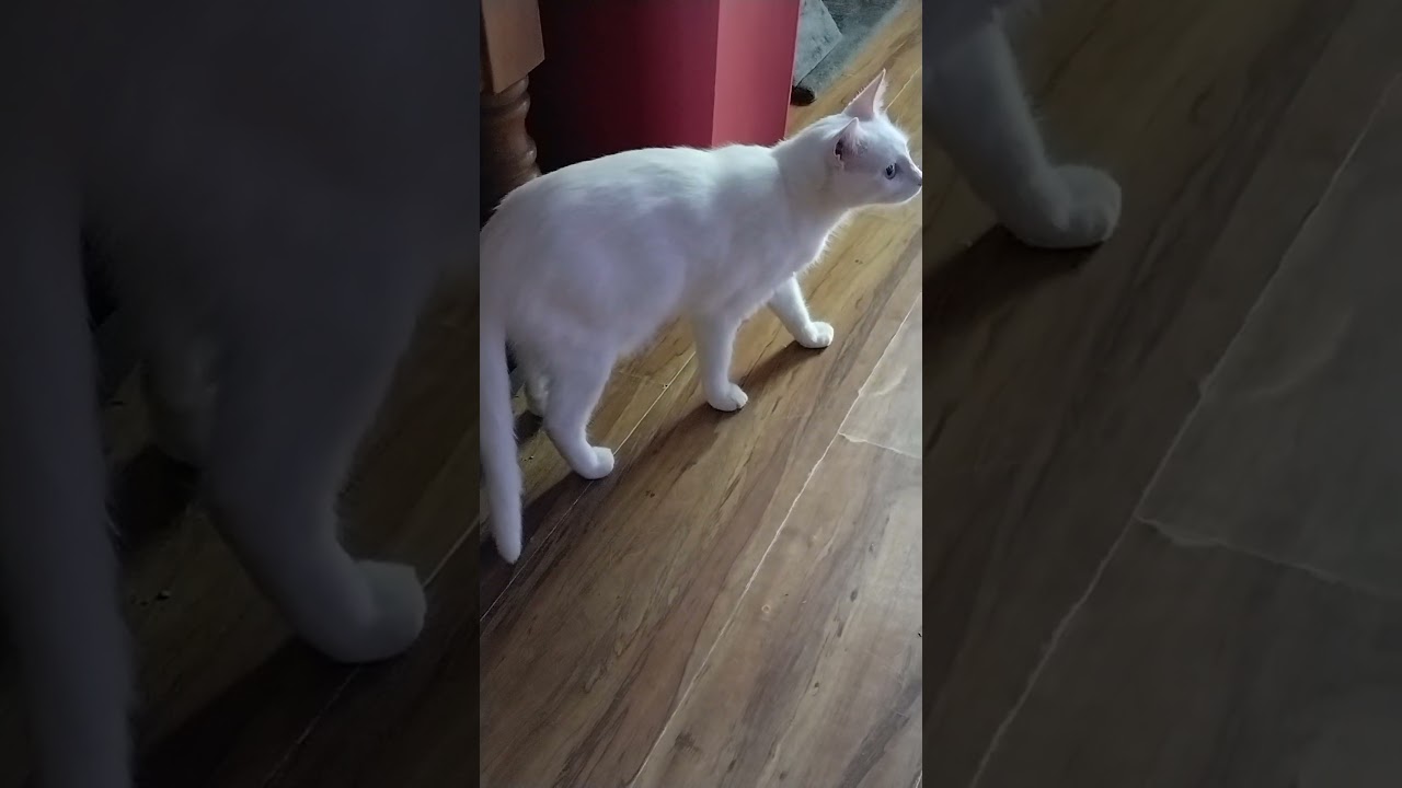 Doing the Molly shuffle