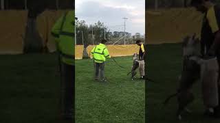 Bob Marley Ve Bh Egitimi. Çalışan Köpek Sınıfı.