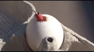 Firecracker vs Egg
