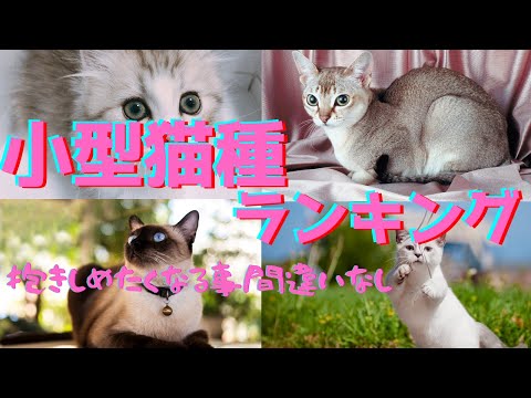 小さい猫種ランキング〜抱きしめたくなる小型猫4選〜