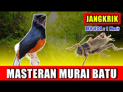 5 menit tikus minggat,pengusir tikus ,suara jangkrik bunyi nyaring.