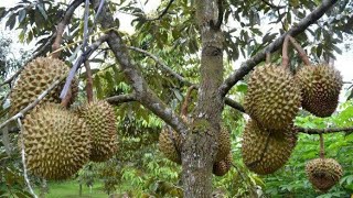 TRIK MEMAKSA POHON DURIAN CEPAT BERBUAH