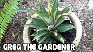 HOW TO GROW A PINEAPPLE - Greg The Gardener
