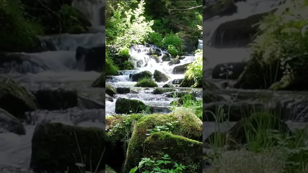 Emerald Forest Stream Sounds | Relaxing Nature Short
