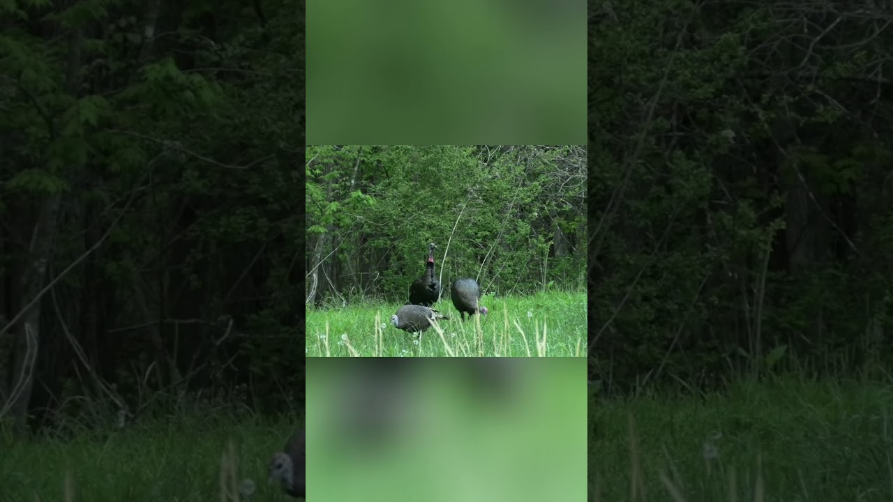 Turkey Hunting: Stealth Cam Setup In The Wild! #shorts