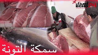 روبورتاج حول سمكة التونة مباشرة من داخل سوق السمك بمدينة الجديدة