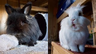 Morning Rabbit Care/Routine @CreatureGlen