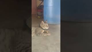shart video my chella cat fun comedy video 😻😻😻😻😻😻😻😻😻#subscribe #pannu #like #pannu #shortvideo