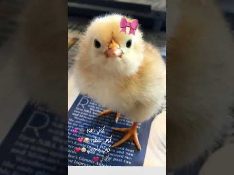 كوتي أمور كوتي شطور كوتي ياحياتي يكيوتي