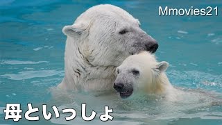 Polar Bears are playing 母といっしょにプール遊び ホッキョクグマ親子