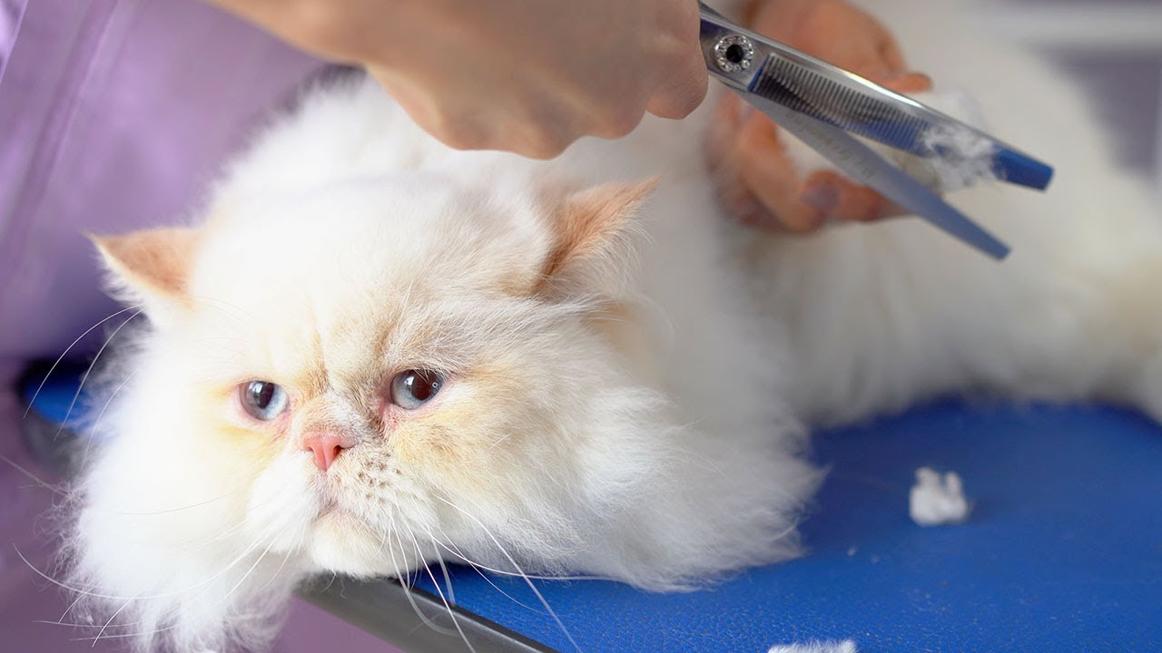 Pure White Persian Cat´s Grooming😻🛁 ️ ️ Lovely Pink Nose Youtube 