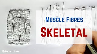 Skeletal Muscle Fibre : How to draw different types of muscle fibre #shorts #rahularts