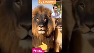 Pig Ne Kaise Lion Jhund Ko Dora Diya Tha #short #shortvideo #comedy #funny #trending #viralvideo