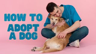 Don't Know How to Adopt a Dog? Here is a New Dog Checklist! Adopting a New Dog to the Family! by Pets&Paws 77 views 1 year ago 6 minutes, 33 seconds