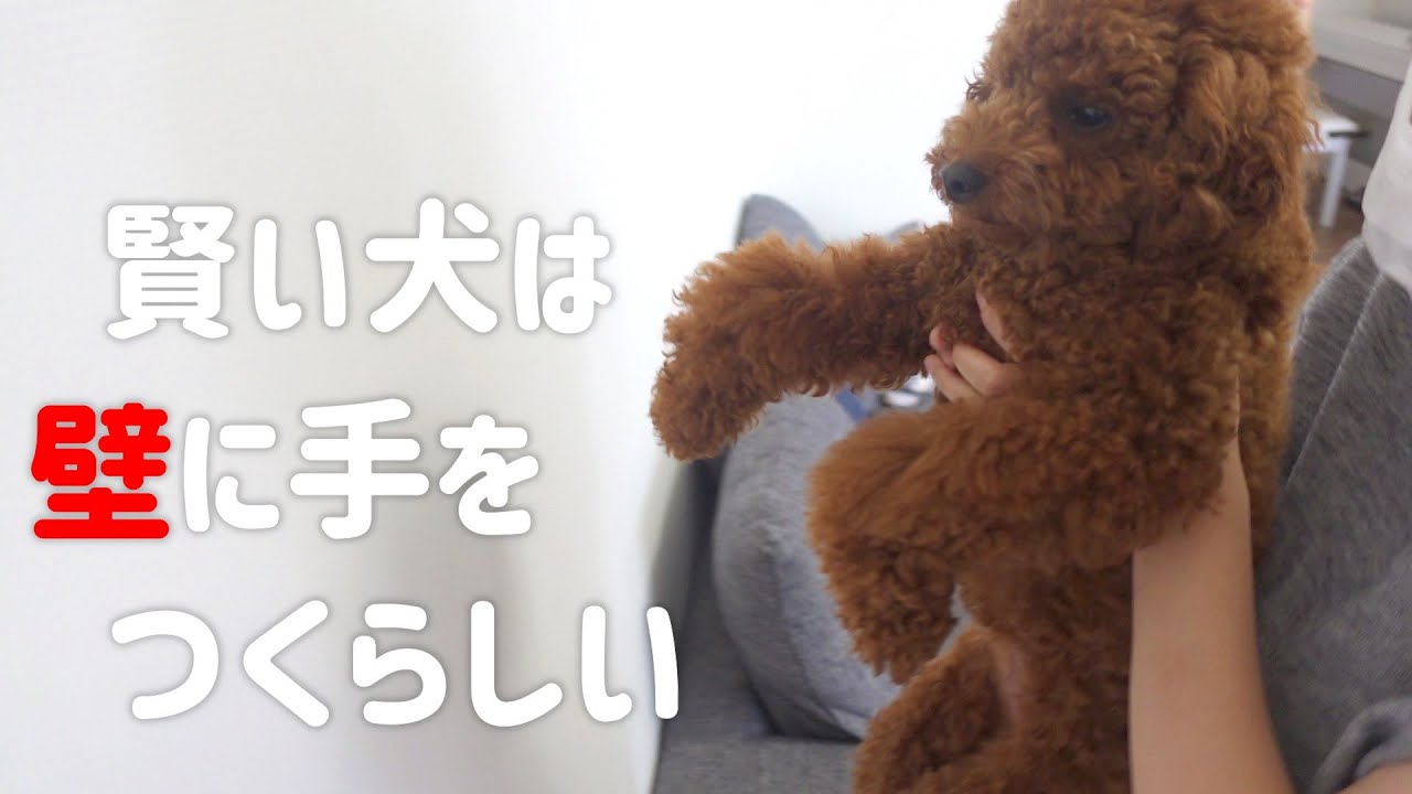 検証 トイプードルなら余裕 壁に手を付くと賢いらしいので愛犬で試した結果が想像以上でした 壁ドン Youtube