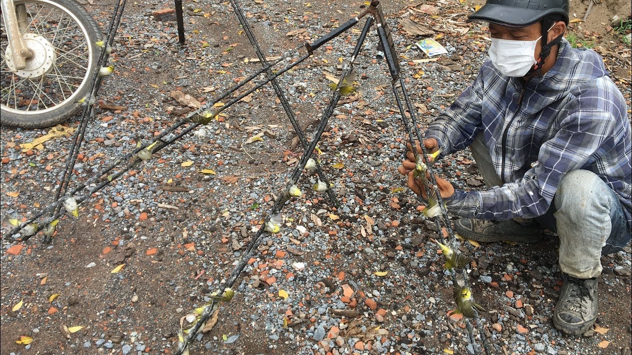 THỬ KEO BẪY CHIM SẺ , CHIM KHUYÊN LOẠI 1 DÓC LÔNG - SIÊU DÍNH - SIÊU HIỆU QUẢ | LOA BẪY CHIM GIÁ RẺ