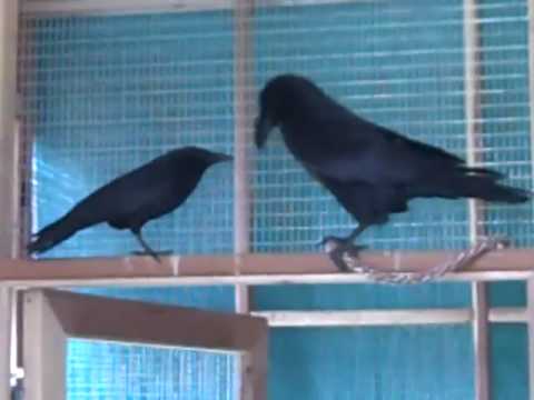 What is the difference between a crow and a blackbird?