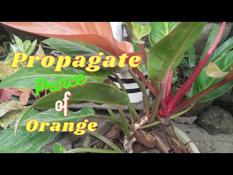 philodendron white princess pink splash The Royal Sisters | Rare Philodendron Bundle main image 0