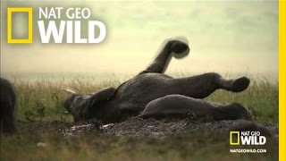 Wild Wives of Africa - Elephant Boogie Wild Wives of Africa: Killer Queen TUE NOV 1 8 et/pt : http://animals.nationalgeographic.com/wild/shows/

A family of elephants lets loose in all of nature's glory.