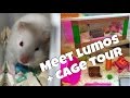 Meet Lumos! + Her Hamster Bin Cage Tour