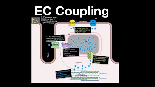 ExcitationContraction Coupling in Heart muscle cells #anatomy #physiology #heart #calcium