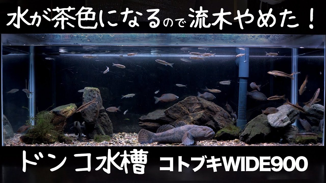 ドンコ水槽コトブキWIDE900【流木終了】流木やめたら水が綺麗になった！