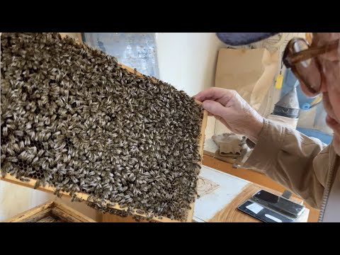 Video: Čím včela medonosná krmí larvu?