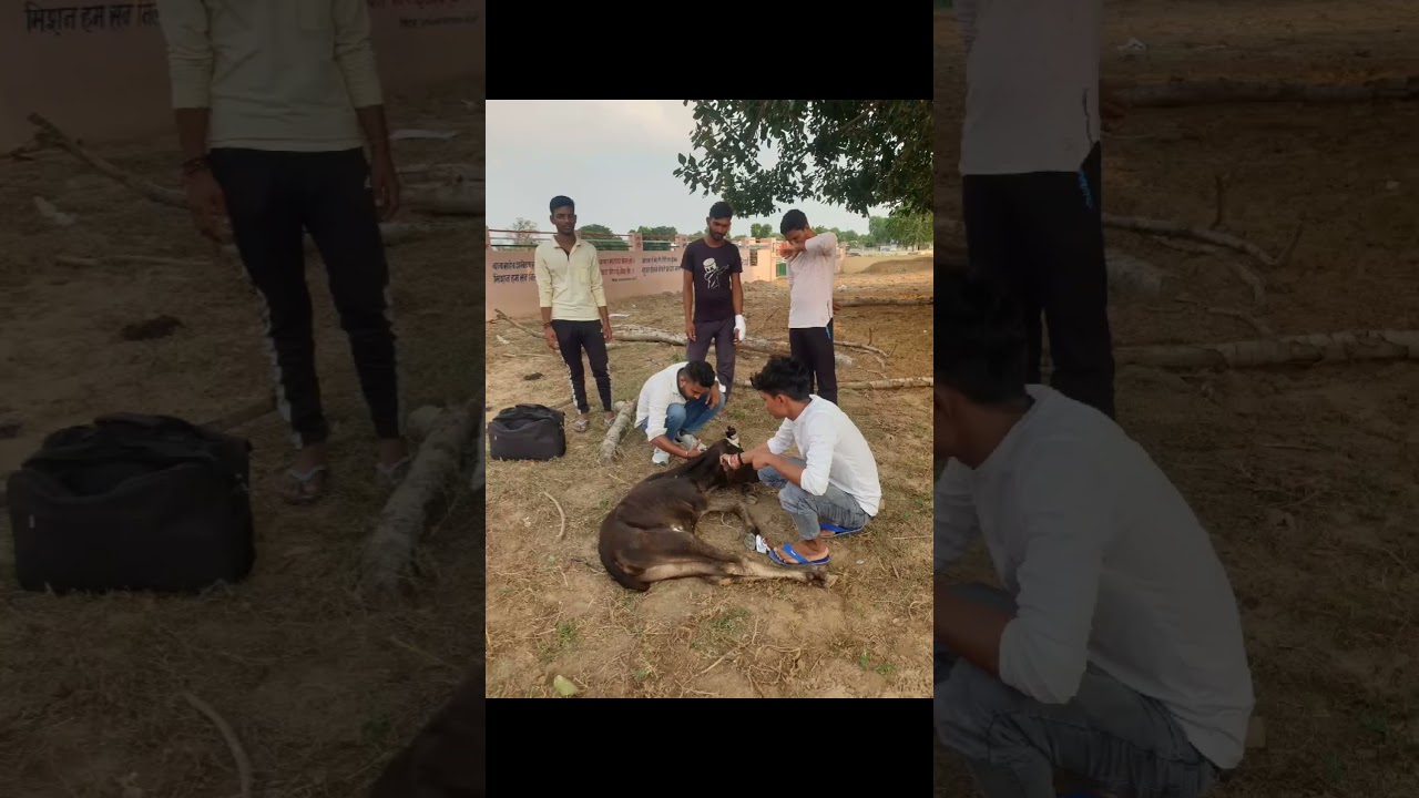 Animal rescue by animal ngo team -1262 | Animal ngo | cow