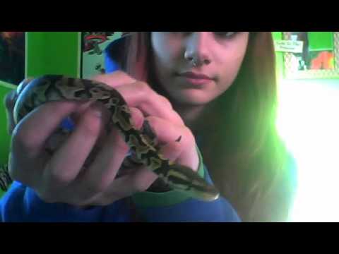 baby snakes in texas baby pastel ball python