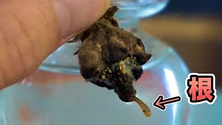 カビ苺から根が生えた(´⊙ω⊙`) 【成長日記&閲覧注意】　PDS
