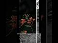 Caesalpinia pulcherrima Pic edit pic click whepen SAMSUNG F54 #viral #trending #youtubeshorts#nature
