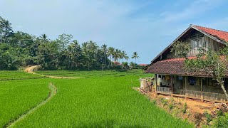 KECAPI SULING SUNDA MERDU DENGAN HAMPARAN SAWAH INDAH | Suasana Pedesaan Jawa Barat, Garut, Caringin