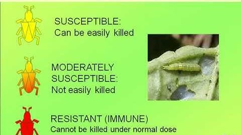 Insecticide Resistance Management