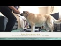 Best Dog Training in Toledo! Tilly- 6 month old Labrador- Before/After Two Week Board and Train Best Dog Training in Toledo! Tilly- 6 month old Labrador- Before/After Two Week Board and Train