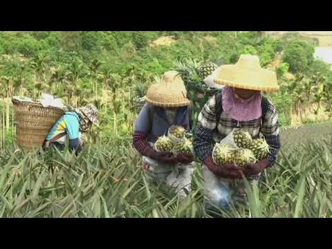 Ananasi i Hainan-it është i popullarizuar në mesin e konsumatorëve